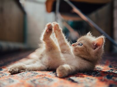 When is kitten season in Utah? How to help and where to adopt