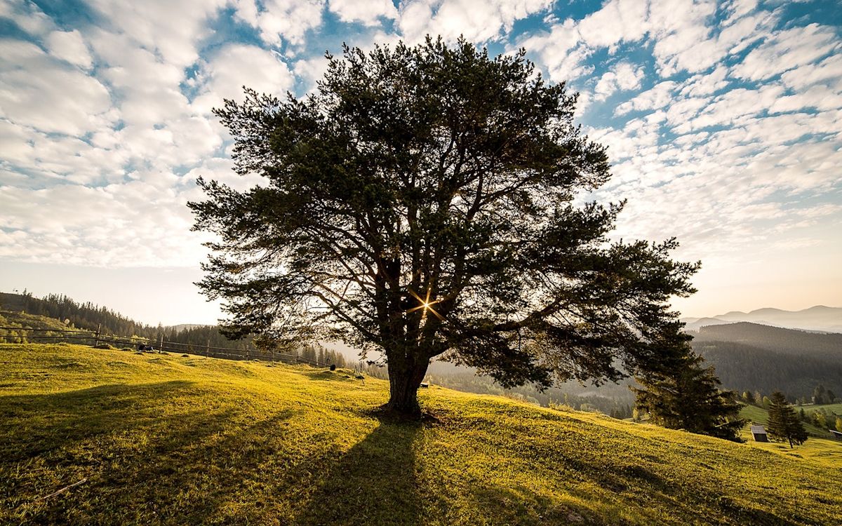 a tree in the middle of a field
