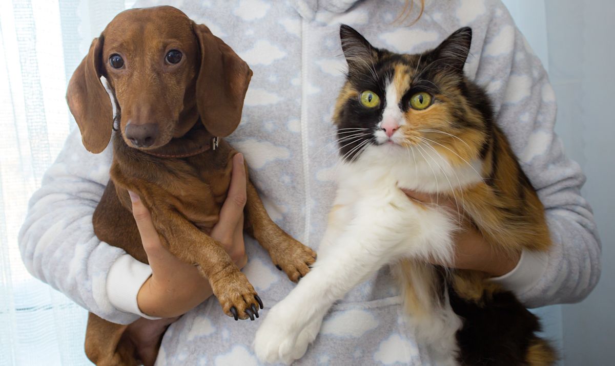 dog and cat