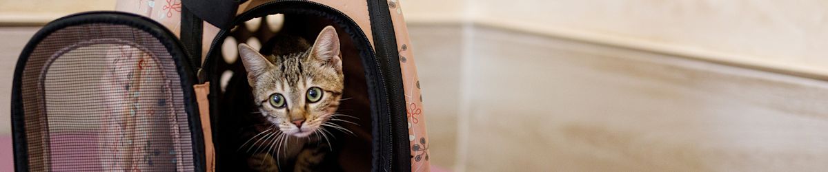 Understanding pet adoption: What to expect when adopting a shelter animal