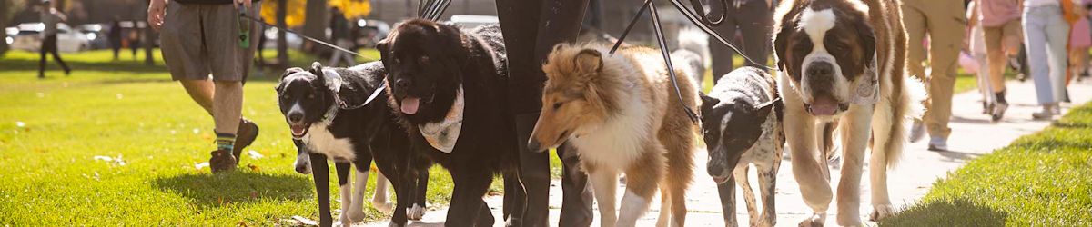 Strut Your Mutt 2024: Best Friends’ pet adoption event happens Oct. 19