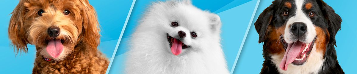 The best dog breed for you based on your state