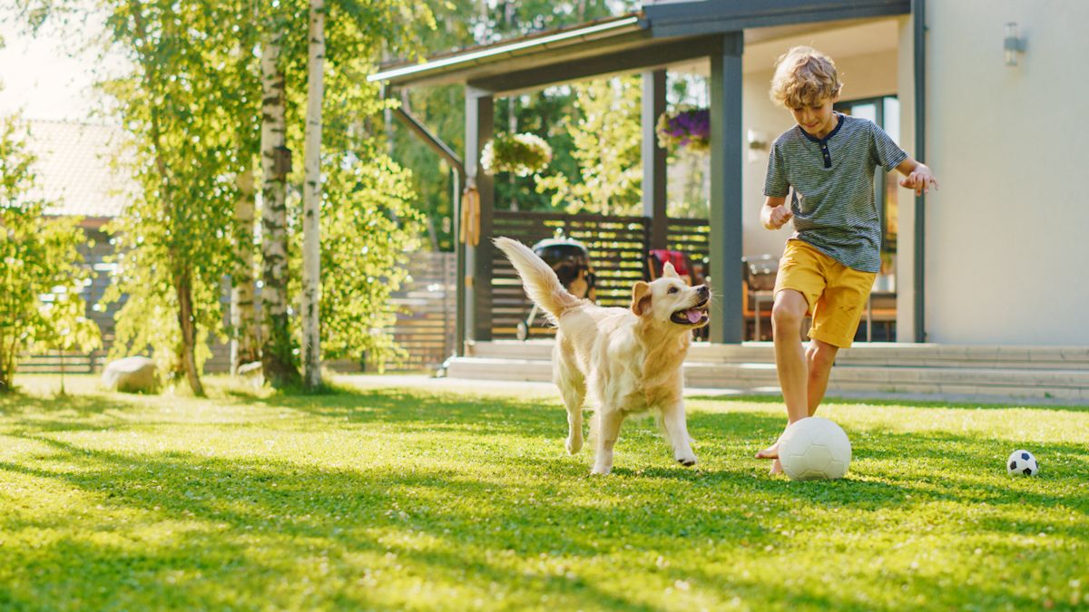 A dog running in the backyard chasing a soccer ball with one of it's owners.