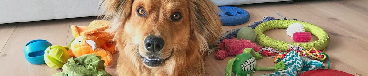 Pet products KSL staff members love for healthy, happy furbabies