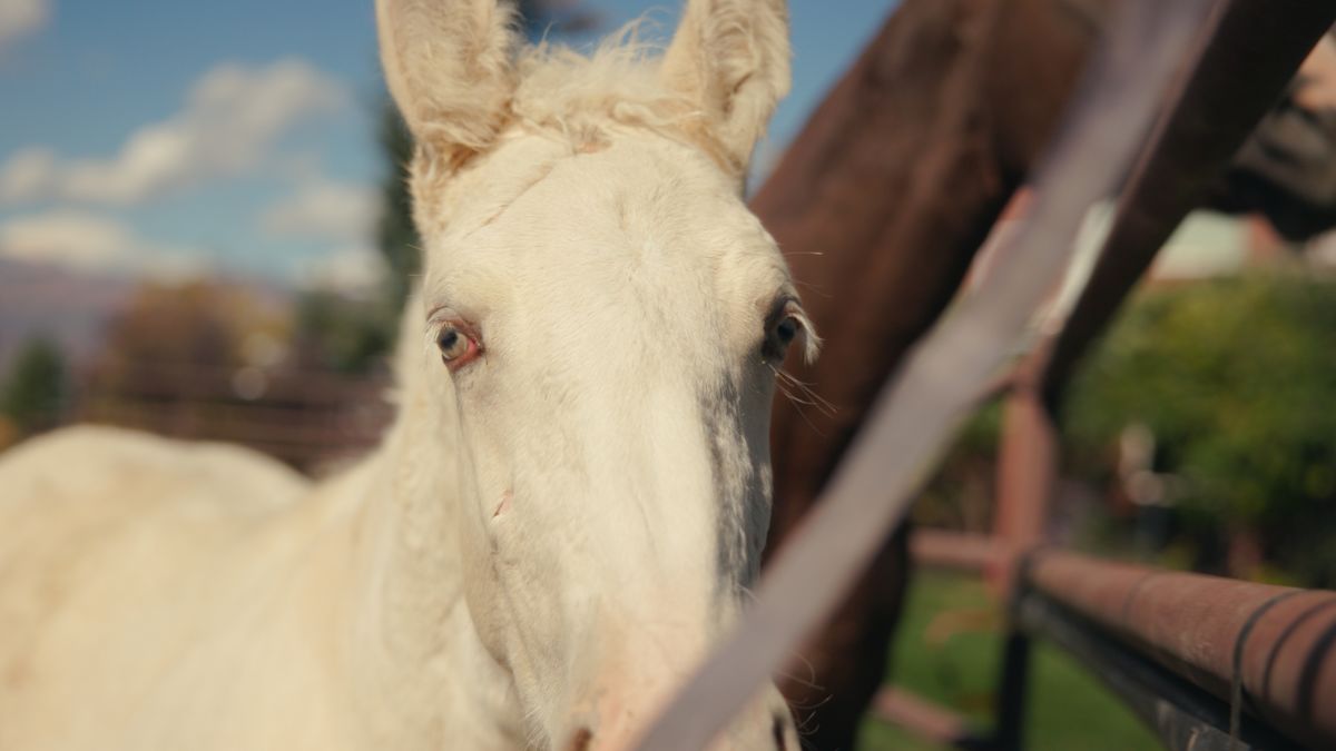 Still 2025-10-14 135503 1.12.1