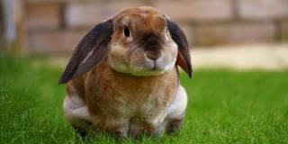 If you're in the market for a bunny, consider adopting one from KSL Classifieds.