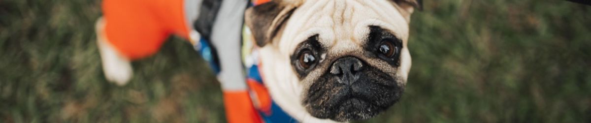 Adopt any animal at the Utah Humane Society this week for free during KSL Classifieds Free Adoption Week!