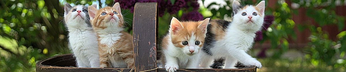 KSL Classifieds pet section has plenty of adoptable pets looking for a home.