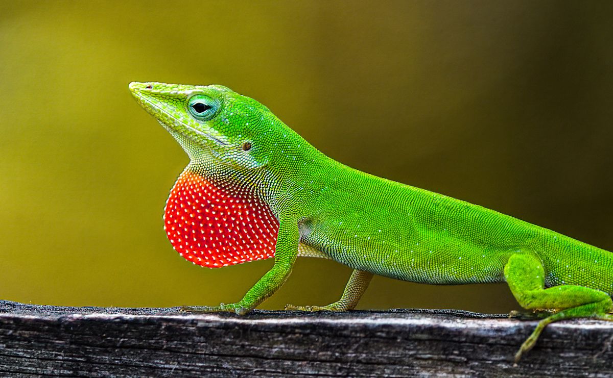 AdobeStock 585552058