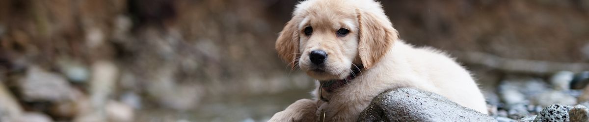 Puppy training tips I wish I had as a first-time dog owner