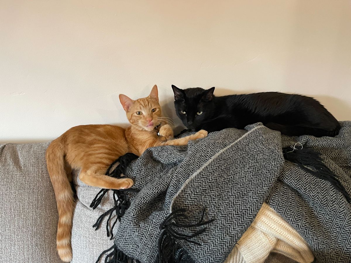 Some of Kyle Johnson's cats