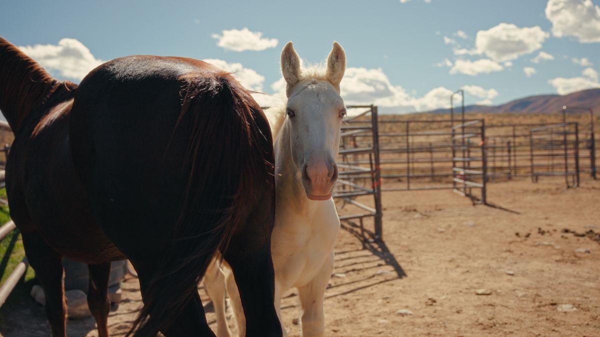 Still 2025-10-14 135503 1.10.1