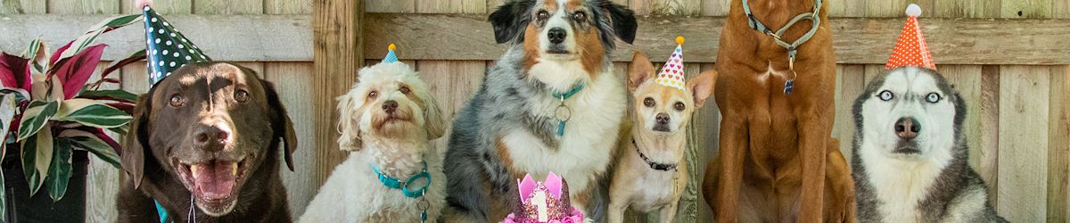 Who’s the top dog? A comprehensive guide to choosing dog breeds