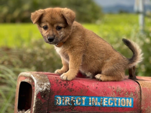 Adopting an animal is easier than you might think! Find an animal to adopt on KSL Classifieds today!