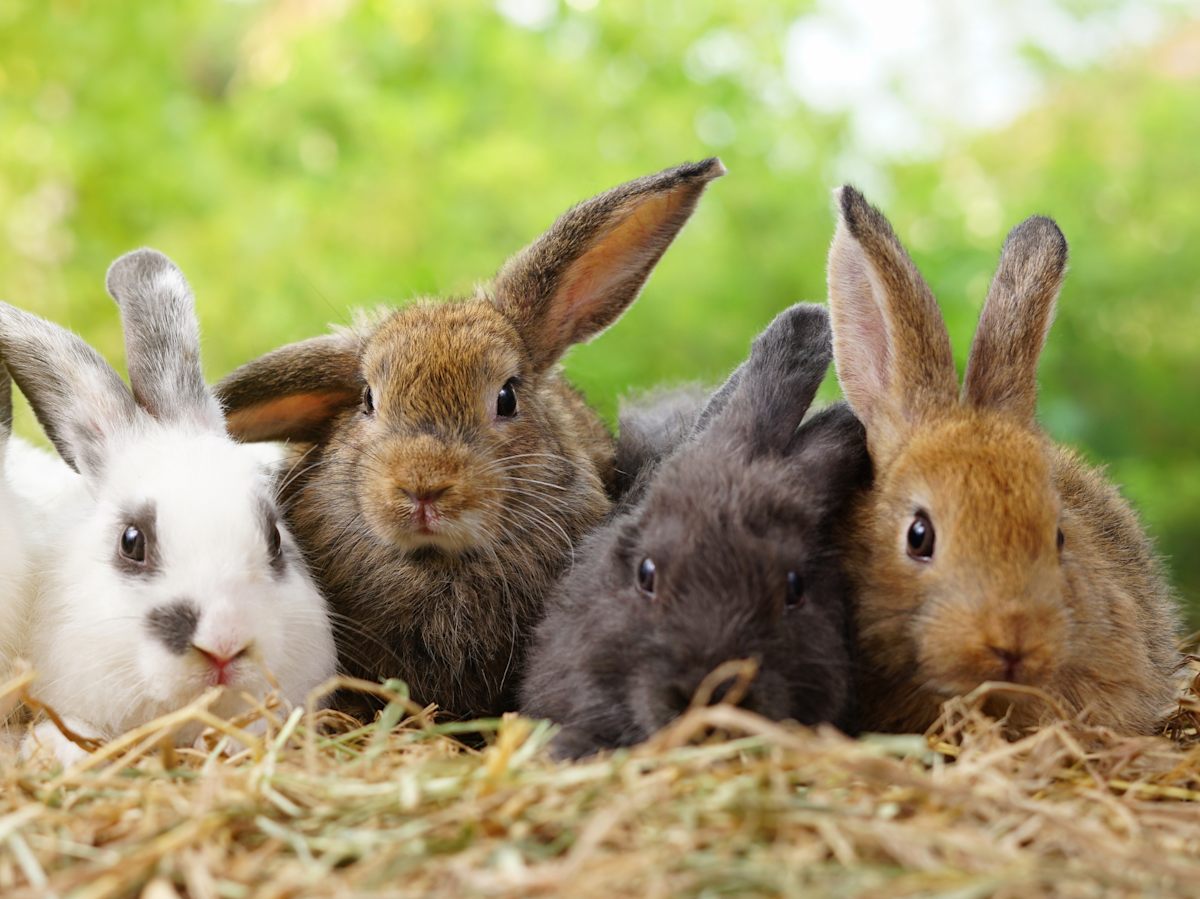 A few rabbits together.