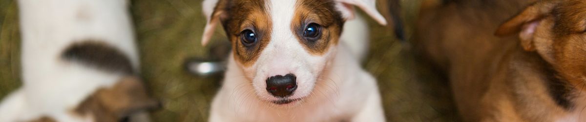 Inside Utah’s puppy mill problem: What a rescue volunteer wants you to know