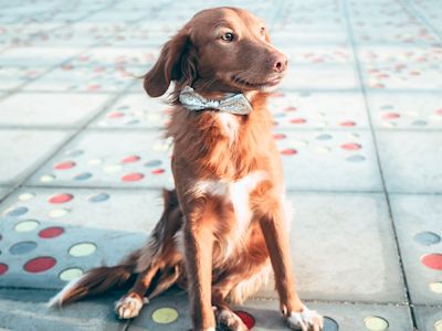 Join us for the Humane Society of Utah’s 2025 Wags to Wishes Gala