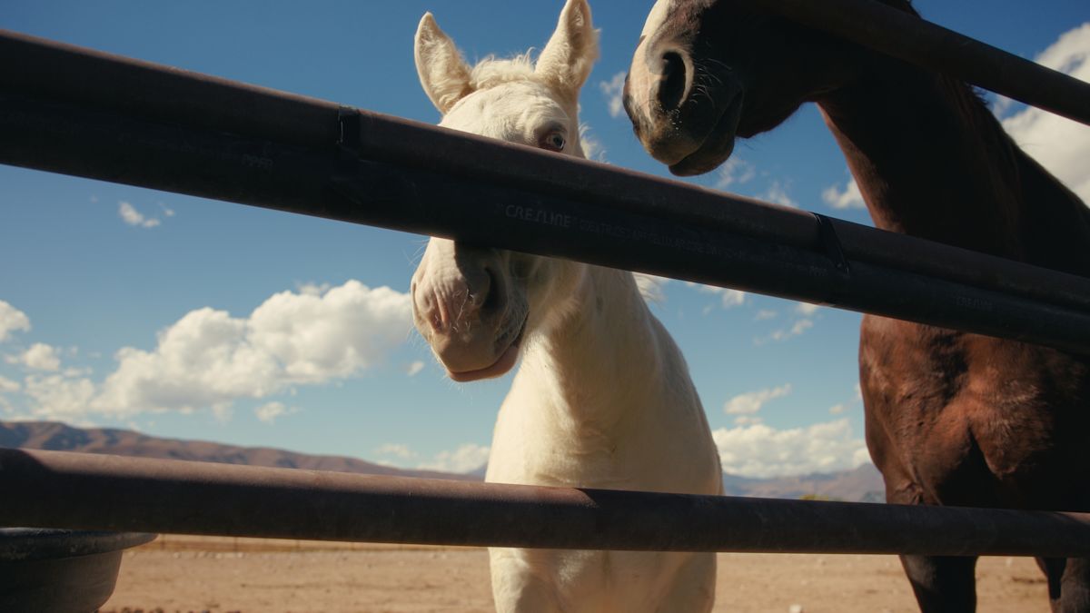 Still 2025-10-14 135503 1.11.1