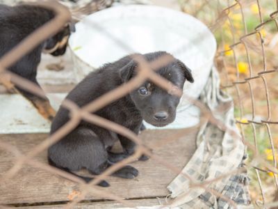 Inside Utah’s puppy mill problem: What a rescue volunteer wants you to know